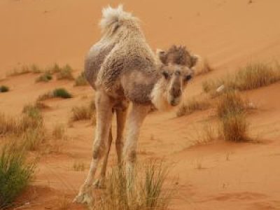 Merzouga Camel Riding
